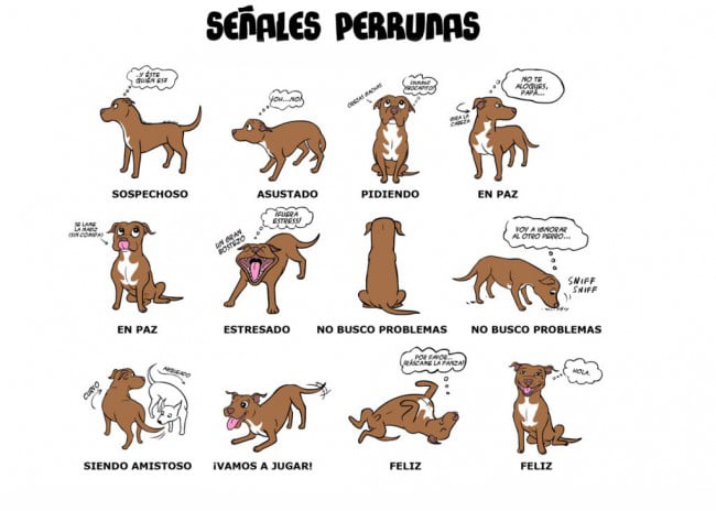 Señales de conductas en perros