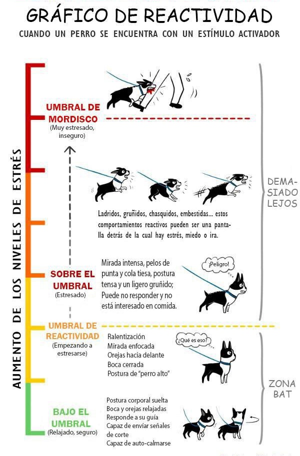 Aprende los niveles y corporalidad de tu perro perra