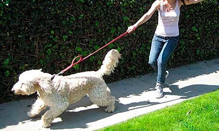 Como enseñarle a caminar a mi perra perro sin que tire de la correa