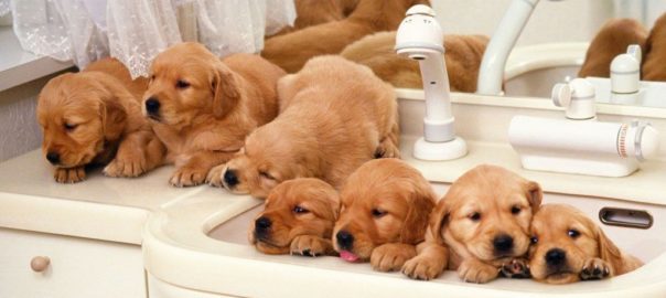 Trucos para bañar a perros