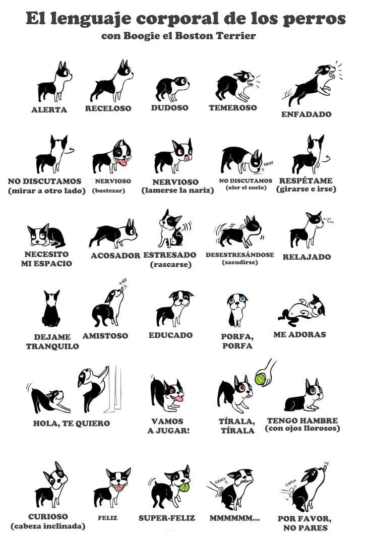 Entiende el lenguaje de tu perra perro