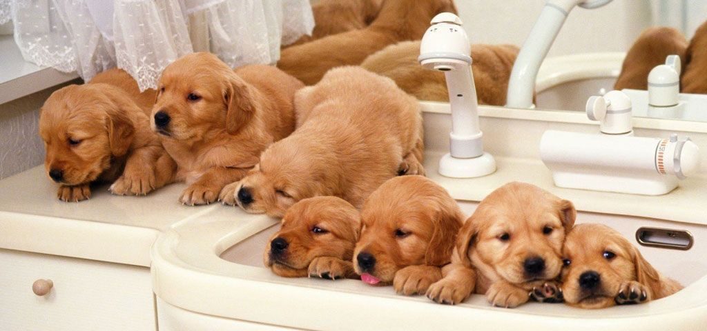 Trucos para bañar a perros