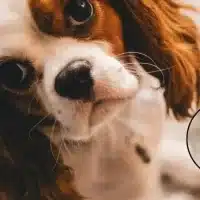 Ten cuidado con las garrapatas