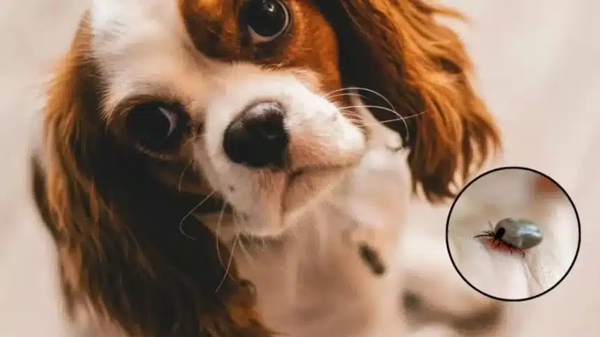 Ten cuidado con las garrapatas