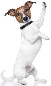 Perro en dos patas señala WhatsApp
