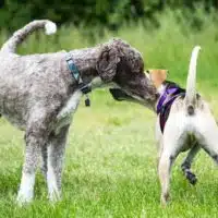 como evitar que una perra en celo quede embarazada los mejores consejos