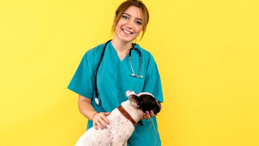 Mi perra tiene la vulva inflamada como curarla