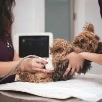 Por que mi perra embarazada sangra