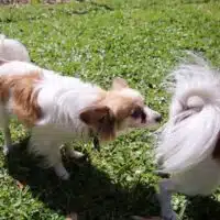 que hacer para evitar el embarazo de una perra