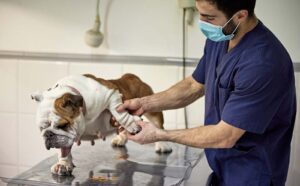 vaginitis y cistitis