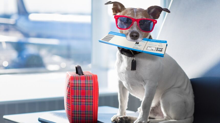 Traslado de Mascotas – Local e Internacional