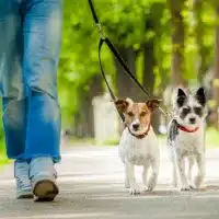 Hotel de Perros y Traslado Puerta a Puerta
