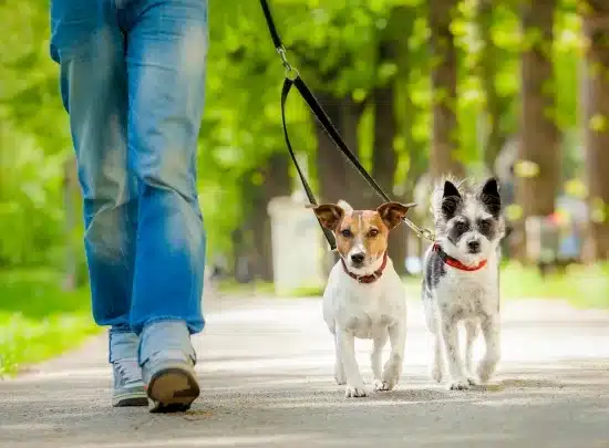 Hotel de Perros y Traslado Puerta a Puerta