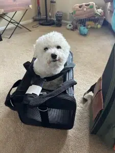 Donde dejar a mi perro en vacaciones