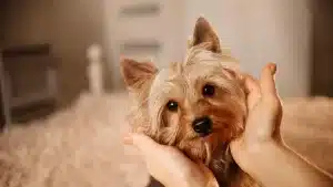 Residencia Canina para Perros Pequeños