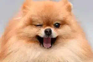 Hotel para Perros Reserva con Nosostros Reserva con Nosostros