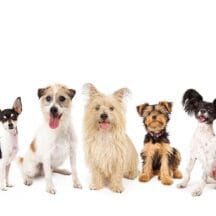 Razas y cruzas pequeñas