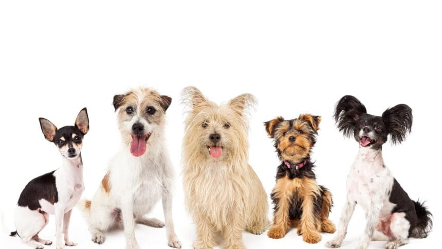 Razas y cruzas pequeñas